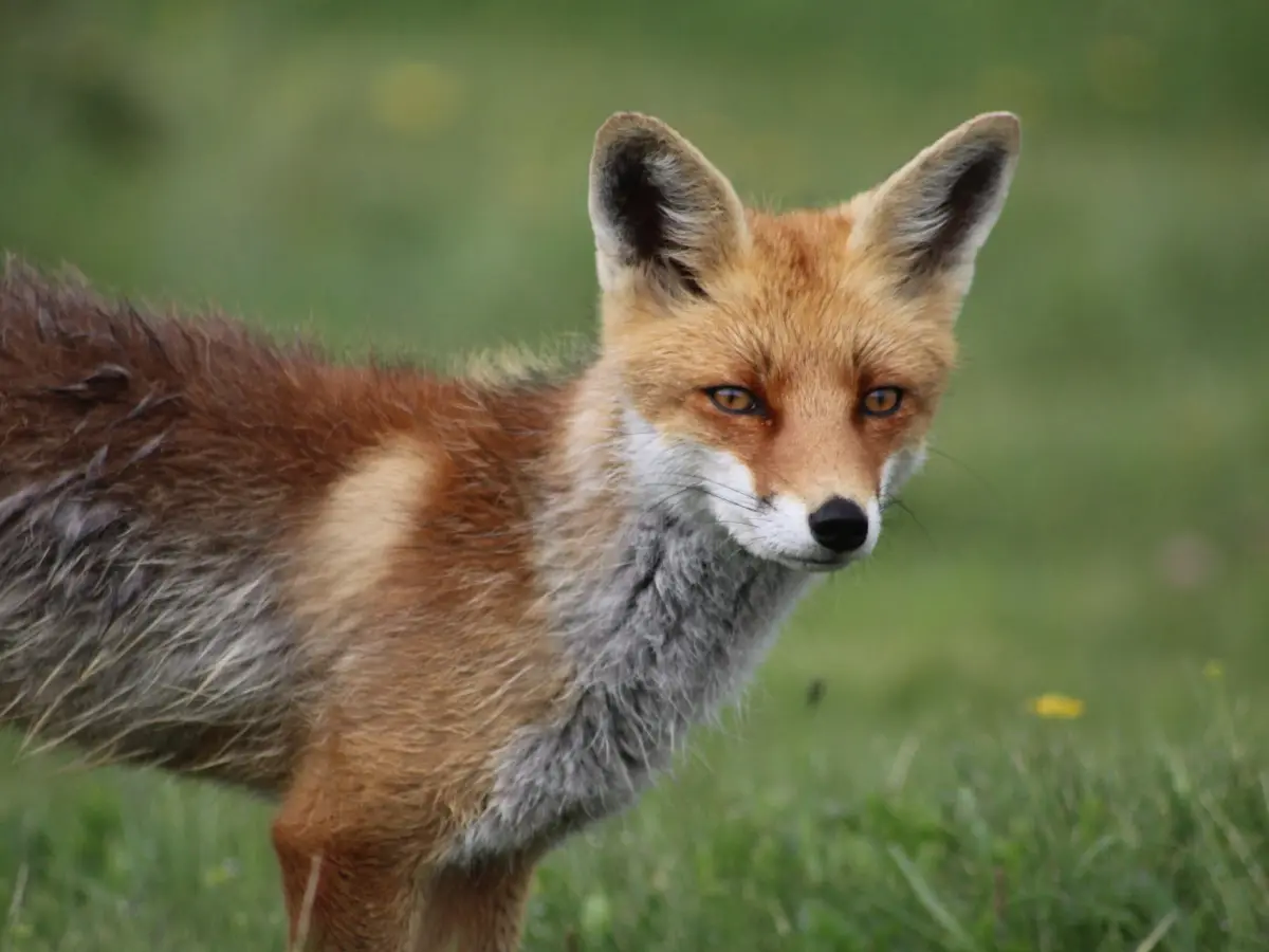 Wild about foxes